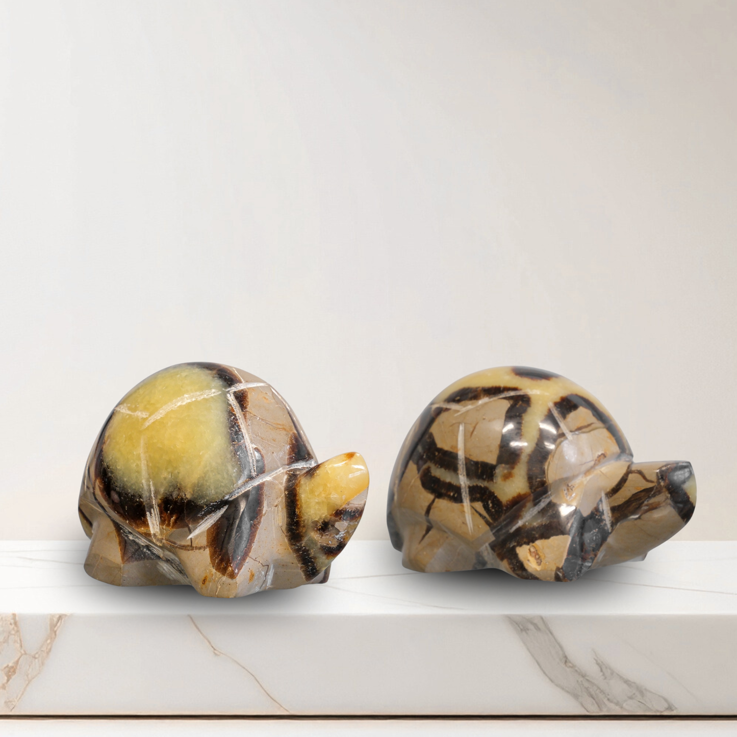 Septarian Turtle